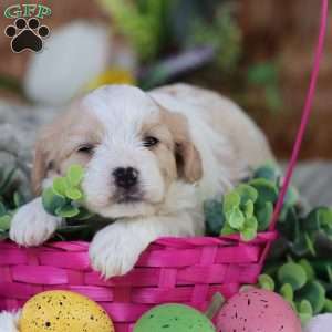 Murphy, Cavachon Puppy